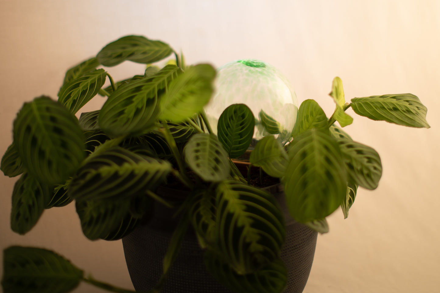 12CM EMERALD spring globe
