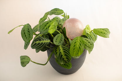 12CM LILAC spring globe
