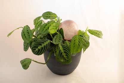 12CM LILAC spring globe